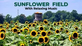 A Beautiful&nbsp;Field of&nbsp;Sunflowers, With&nbsp;Relaxing&nbsp;Music&nbsp;in the Background
