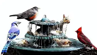 Front Yard House Fountain Bird Bath w/ Squirrels