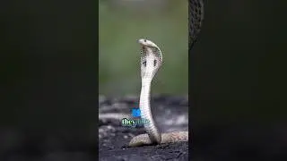 World&rsquo;s most venomous snake #animalfacts #science #snake #wildlife #anaconda