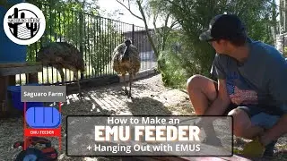 How to Make a Protected EMU FEEDER + Hanging out with our EMUS