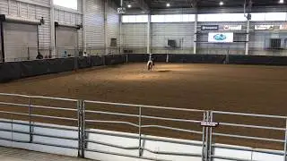 CoWN 2019 Novice Cow Horse