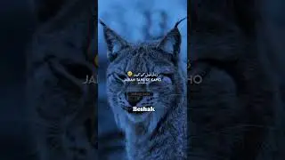 Sigma | quotes #shorts  #ytshorts #sigmamalequotes #sigmamalequotes