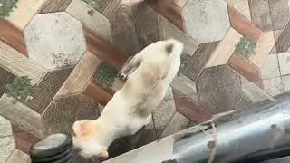 Cute little Puppies | #trending #dog | Indian Animal Love