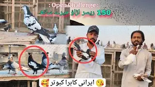 150 Kabotar Larane Ka Open Challenge 😨 80 New Racer Kabotar || Kabre Kabotar 