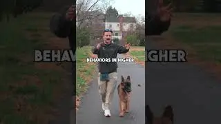 Positive Only Vs. Balanced Dog Training