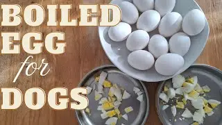 BOILED EGGS FOR DOGS: HOW & WHY THEY'RE GREAT FOR YOUR PUP'S HEALTH!