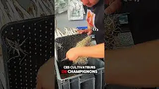 Incroyable R&eacute;colte de Champignons : Le Travail d&rsquo;un Cultivateur Passionn&eacute;  #champignon #culture