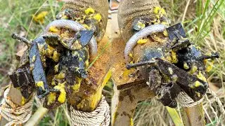 EP45-Good Job with Deep Cleaning & Remove the Screw on nailed cow hoof #CowHoofCleaner