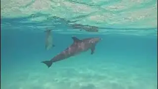 2025 09 17🐬 Delfinschwimmen Hurghada &ndash; Unvergessliche Delfin Tour  mit Sea Life for Diving