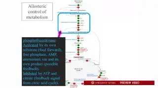 Biochemistry   Metabolic Regulation tutorial