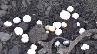 Состояние самосева горчицы белой на 04.12.2021. Декабрь 2021