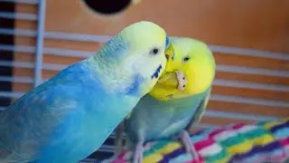 Sherbet & Dewy | How To Create Rainbow Budgies |