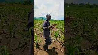 AMFC #FARMS INSPECTION REPORT # #PEANUT