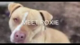 Meet Roxie!