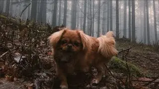 A Walk In A cold dark FOREST