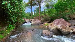 Sleep Soundly with Calming River Sounds, Picturesque of Rocks, Trees, & Relaxing Forest Ambience
