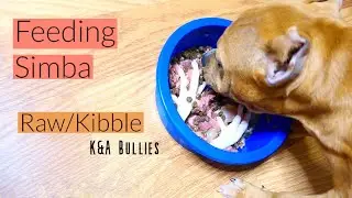 How I Feed My Bully | Half Raw Half Kibble