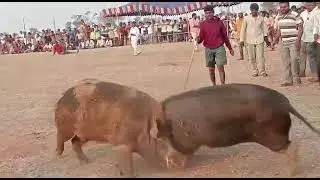 Big pig fight @50000 bet match