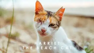 Harriet The Beach Cat