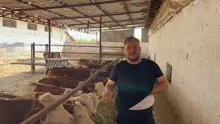 Basit hayvancılık nasıl yapılır~en ucuz ahır yapımı~hayvancılıkta parayı bulduk 