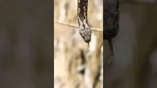 Viper Snake 🐍.Beautiful and Dangerous.#animals.#snake.#venom.like & share 😃
