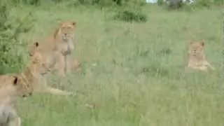 Masai Mara  con Donamasai