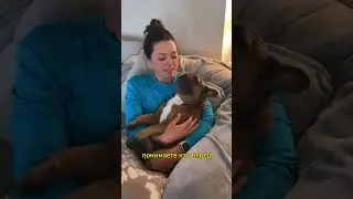Гид по окрасам #собака #суперсобака #собаки