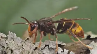 Second yellow-legged hornet nest found in Georgia