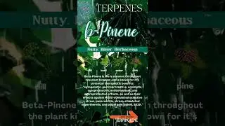 #WHATARE #whatispinene #terpenes #definitions #tutorials #instructional #aromatherapy