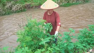 白花菜有微毒，但是為啥大家吃了都沒事|It is a popular wild vegetable that tastes like amaranth【乡野莲姐】@4K