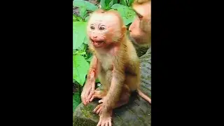 Million Sad to See Baby monkey Amanda