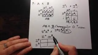 ABO Blood Type Inheritance Pattern