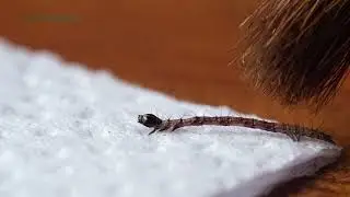 Thysania agrippina caterpillar.