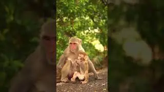 Monkey with baby👏🔥🔥🔥| funny monkey | facts about monkey | monkey 2021 video #shorts #monkey