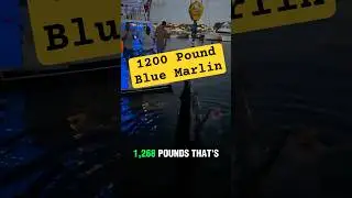 Giant Grander Blue Marlin Caught in Bermuda - #fishing #marlinfishing #fishingvideo