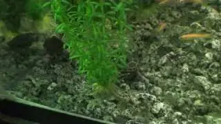 Earth Echoes Diamondback Terrapins (HD)