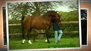 He Lives in You~ .:Horses:.
