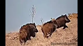 PART: 2 NATIVE DOG BREEDS 🦮🐕&zwj;🦺 #youtubeshorts #animals #doglover #petlover #pets #history