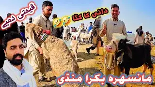 Mansehra Bakra Mandi | Dani Sheep Latest Update | Mandi Update #mansehramandi #sktv27 #bakramandi 