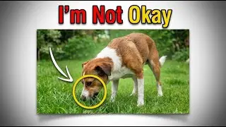 10 Common Dog Behaviors Vets Say You're Misinterpreting