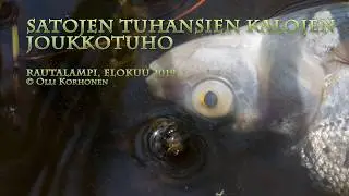 Valtava kalakuolema Rautalammilla elokuussa 2019 (uusin versio)