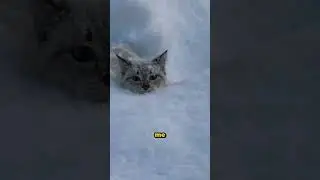 When the Snow Is Deeper Than You Expected 🐱❄️