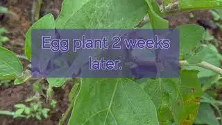 pig Waste to Fertilizer- Best for village farmers.