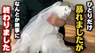 麻酔の量が倍⁈なんとか全員去勢手術が終わりました