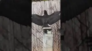 Buzzard Giant Bird Encounter In Columbia, SC!!! Hilarious Animal Interaction.... Attack Avoided???
