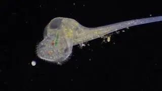 Stentor roeselii