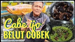 Khasiat belut bagus untuk stamina laki laki