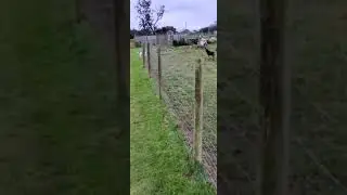Buzz at the farm