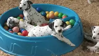 Gateway puppies at 6 weeks in the ball pit!