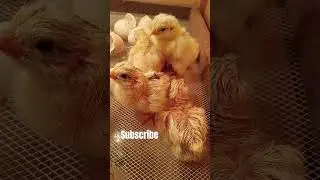 Tiny Chick&rsquo;s First Struggle to Break the Shell 🐣 🥹 #babychicks #chicken #freerangechickens #farmlife